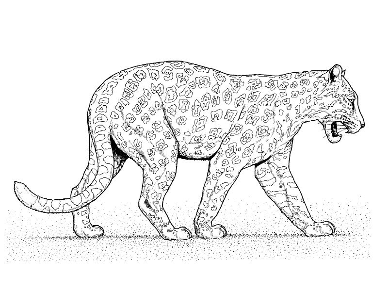 Dibujo para colorear: Animales salvajes / de la selva (Animales) #21272 - Dibujos para Colorear e Imprimir Gratis