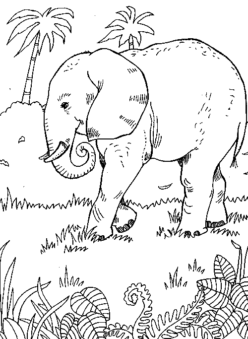 Dibujo para colorear: Animales salvajes / de la selva (Animales) #21274 - Dibujos para colorear