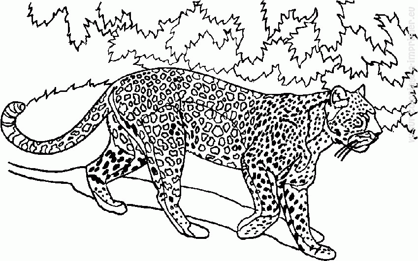 Dibujo para colorear: Animales salvajes / de la selva (Animales) #21277 - Dibujos para colorear