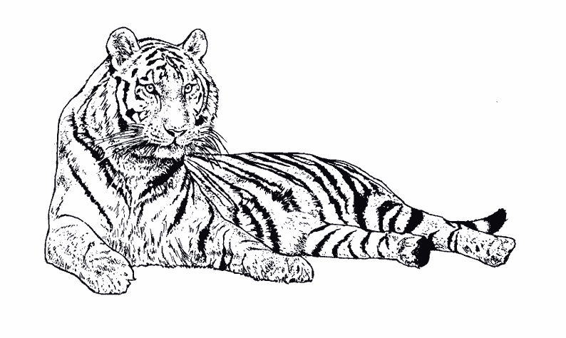 Dibujo para colorear: Animales salvajes / de la selva (Animales) #21279 - Dibujos para colorear