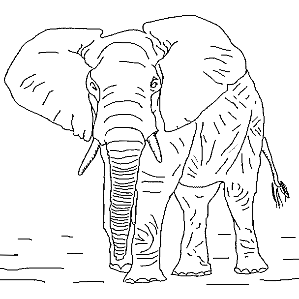 Dibujo para colorear: Animales salvajes / de la selva (Animales) #21285 - Dibujos para colorear
