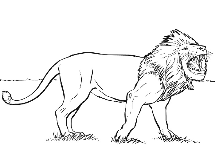 Dibujo para colorear: Animales salvajes / de la selva (Animales) #21338 - Dibujos para colorear