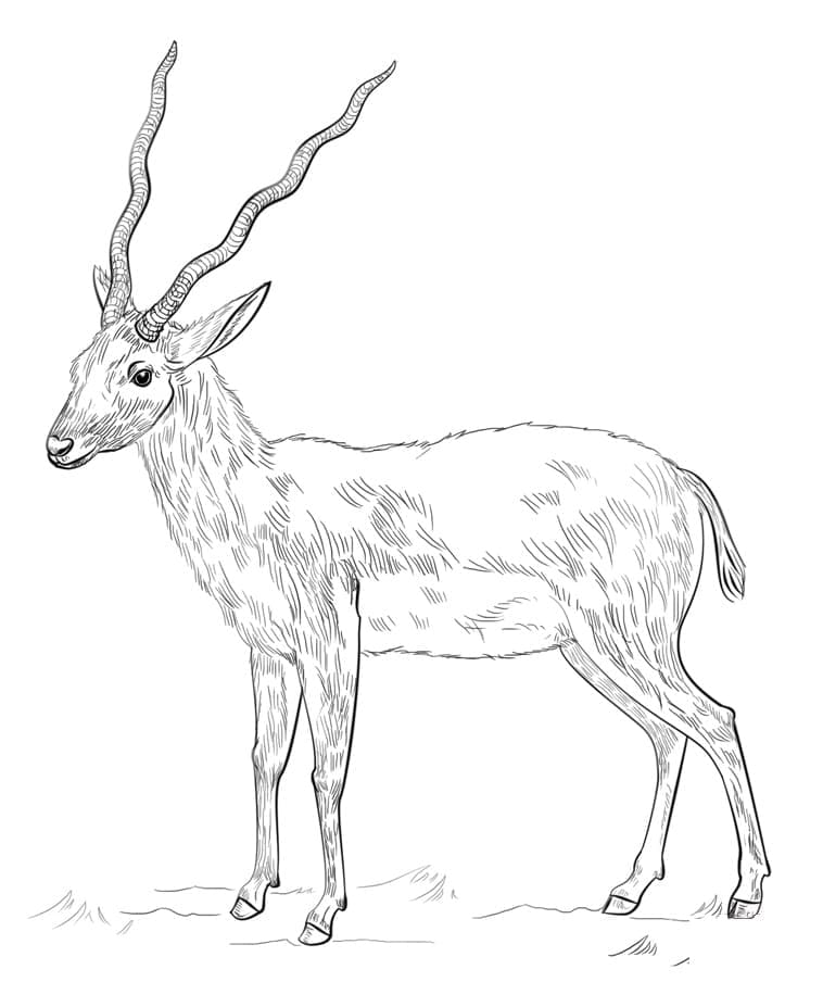 Dibujo gratuito Antílope #210757 de la coleccion Animales para imprimir