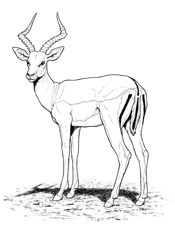 Dibujo para colorear: Antílope (Animales) #22580 - Dibujos para colorear