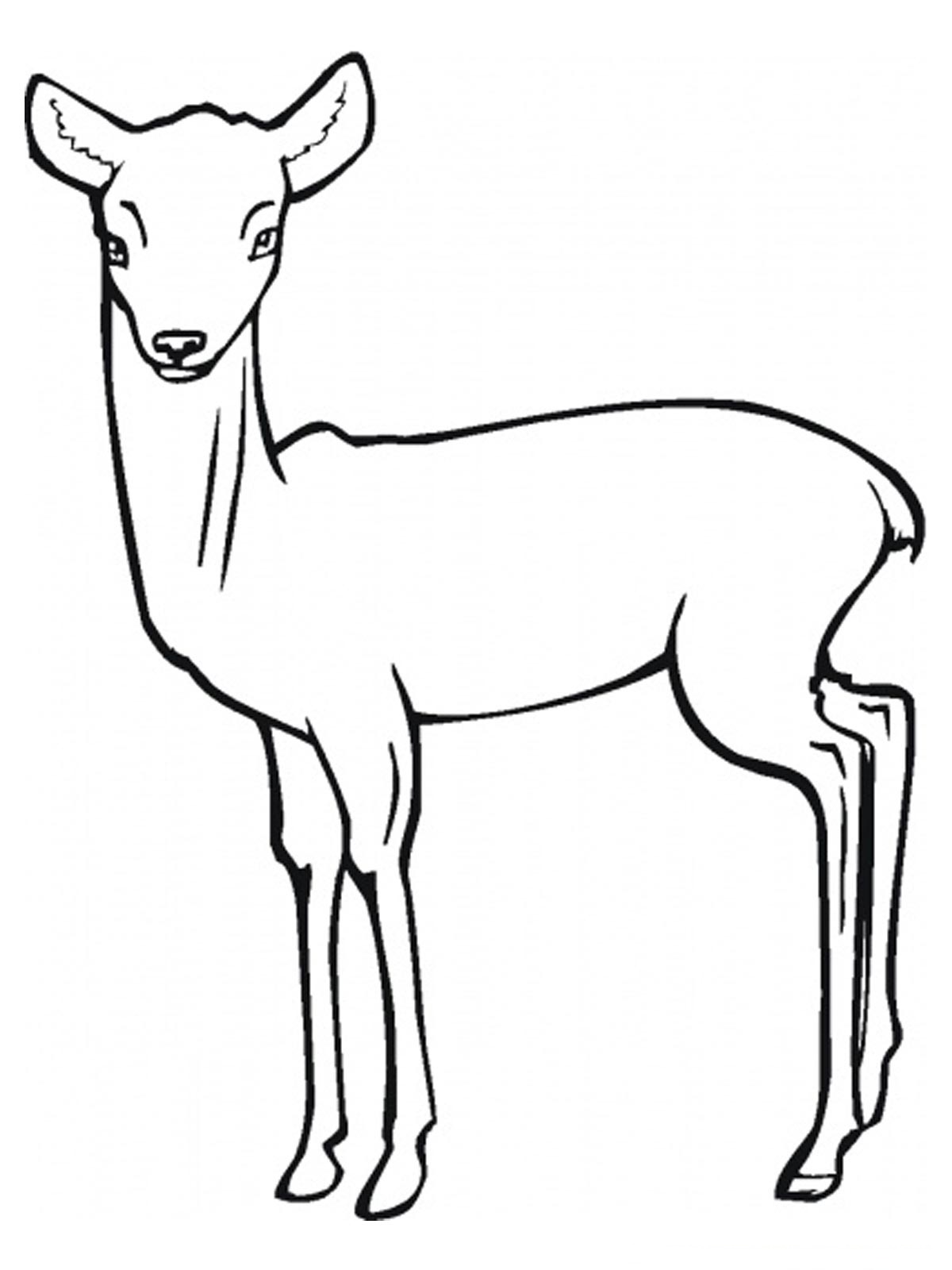 Dibujo para colorear: Antílope (Animales) #22595 - Dibujos para colorear
