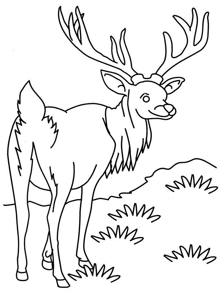 Dibujo para colorear: Antílope (Animales) #22603 - Dibujos para Colorear e Imprimir Gratis