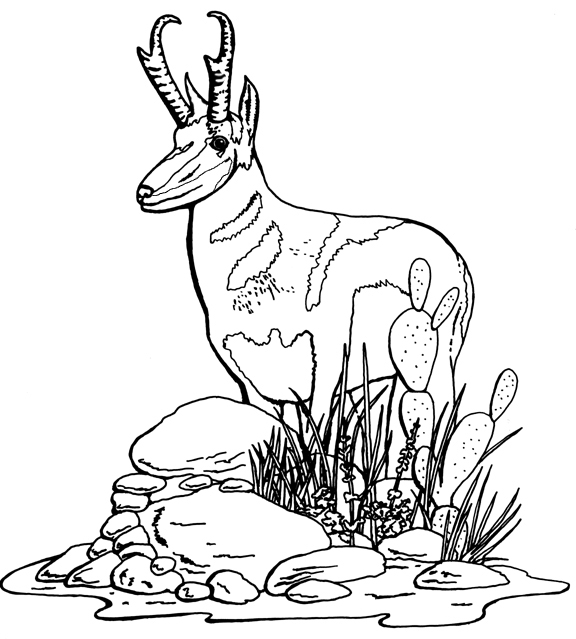 Dibujo para colorear: Antílope (Animales) #22606 - Dibujos para Colorear e Imprimir Gratis