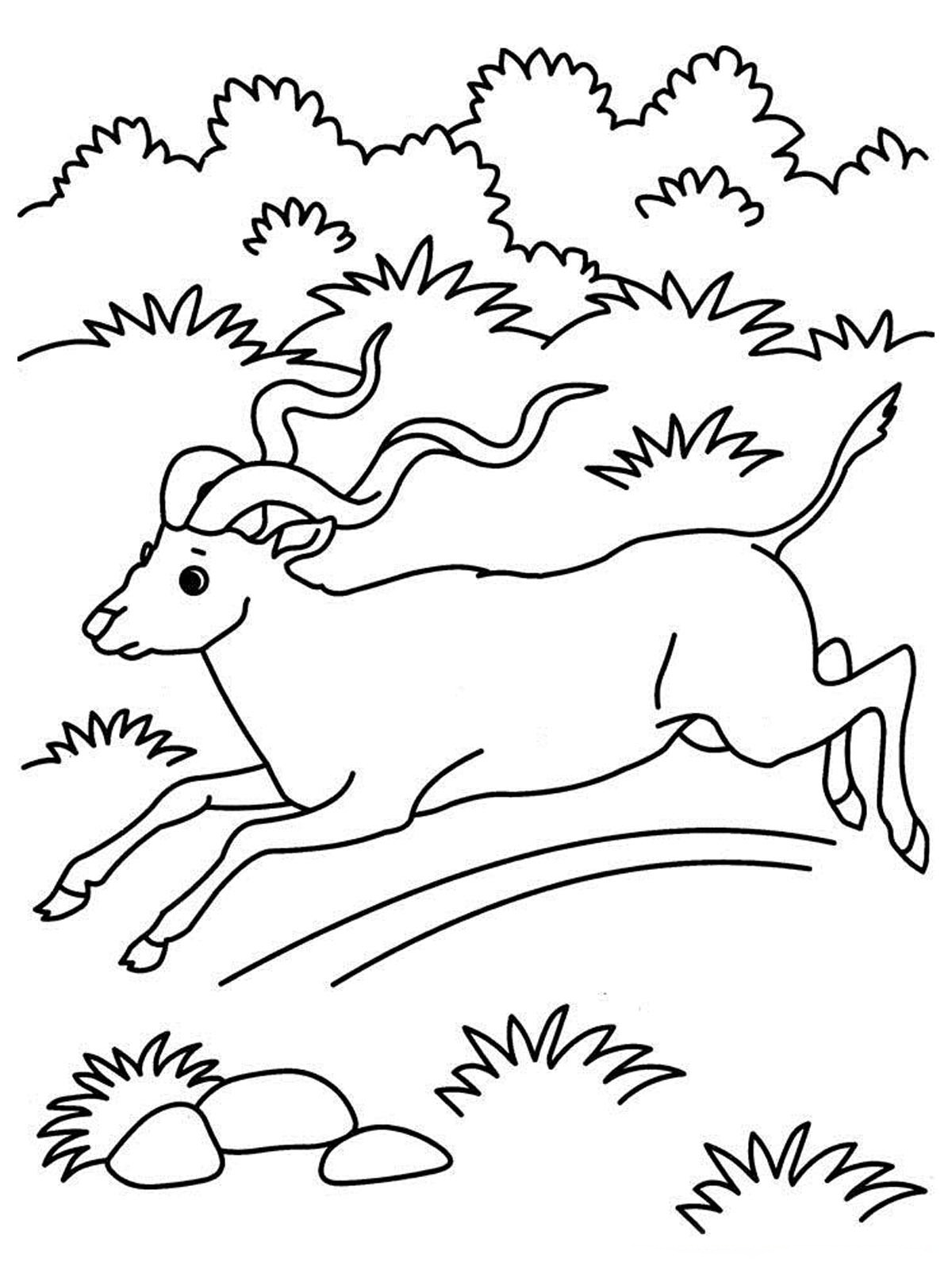 Dibujo para colorear: Antílope (Animales) #22607 - Dibujos para Colorear e Imprimir Gratis