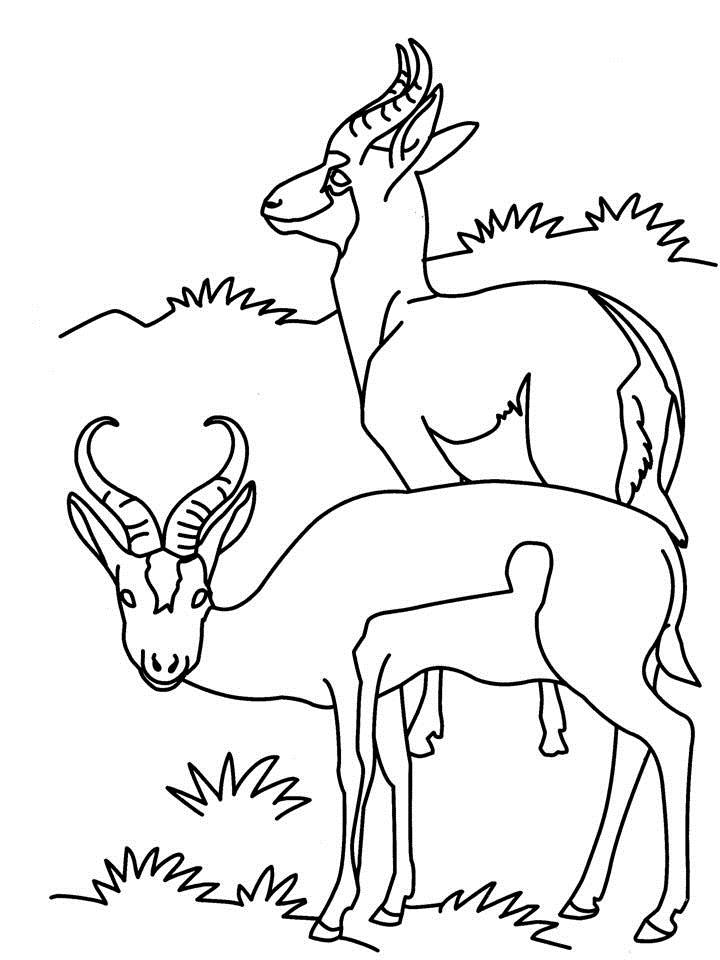 Dibujo para colorear: Antílope (Animales) #22613 - Dibujos para Colorear e Imprimir Gratis