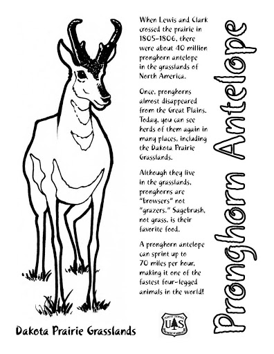 Dibujo para colorear: Antílope (Animales) #22669 - Dibujos para Colorear e Imprimir Gratis