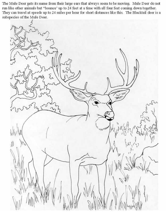 Dibujo para colorear: Antílope (Animales) #22670 - Dibujos para Colorear e Imprimir Gratis
