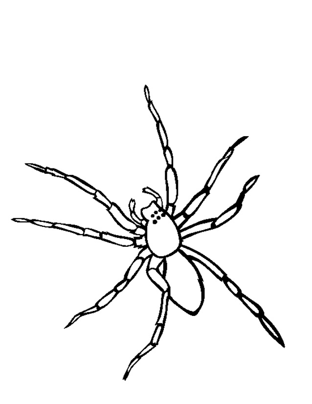 Dibujo para colorear: Araña (Animales) #576 - Dibujos para colorear