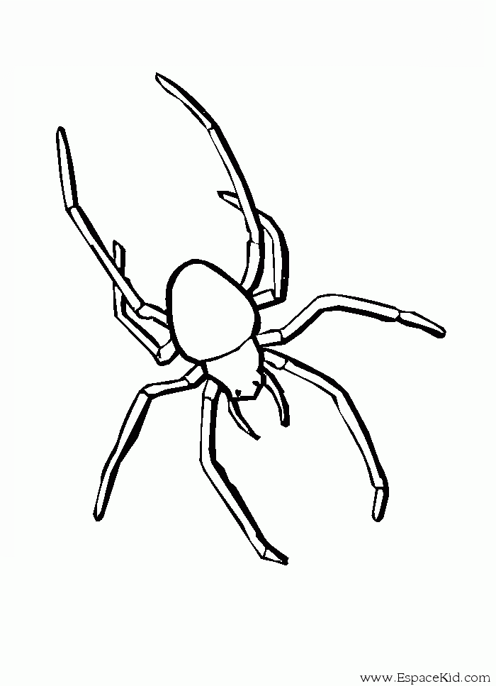 Dibujo para colorear: Araña (Animales) #587 - Dibujos para colorear