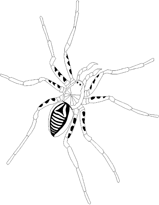 Dibujo para colorear: Araña (Animales) #610 - Dibujos para colorear