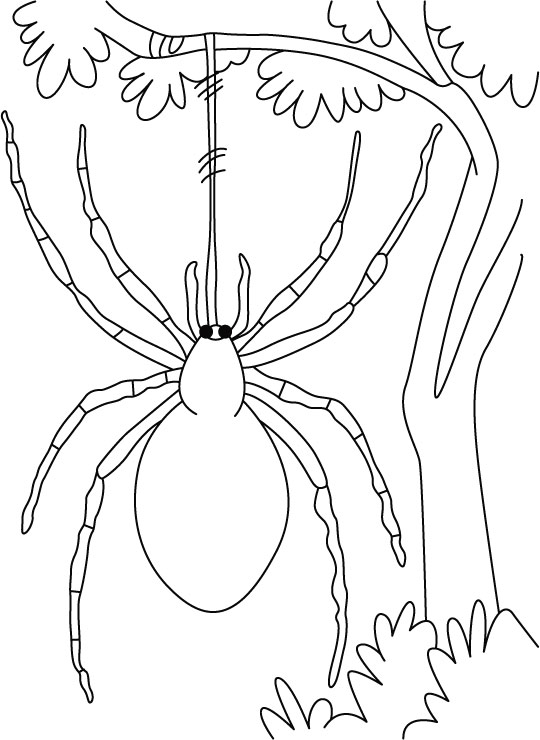 Dibujo para colorear: Araña (Animales) #636 - Dibujos para colorear
