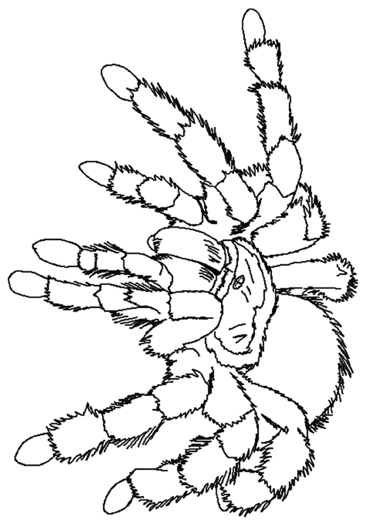 Dibujo para colorear: Araña (Animales) #659 - Dibujos para colorear