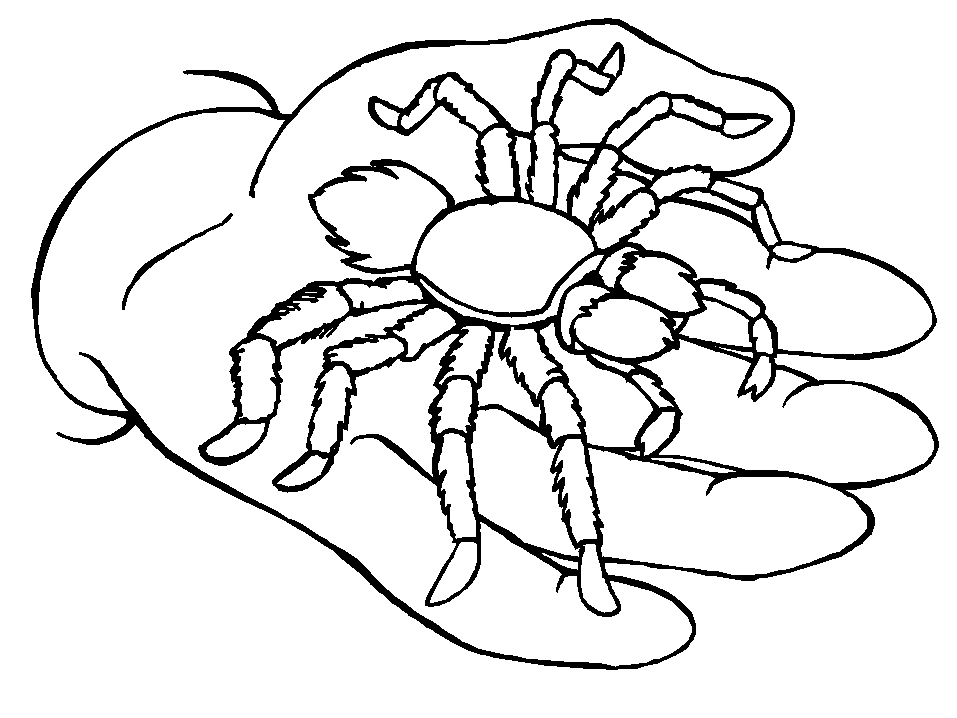 Dibujo para colorear: Araña (Animales) #664 - Dibujos para Colorear e Imprimir Gratis
