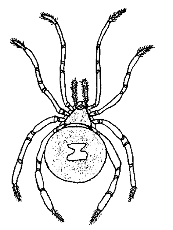 Dibujo para colorear: Araña (Animales) #666 - Dibujos para colorear