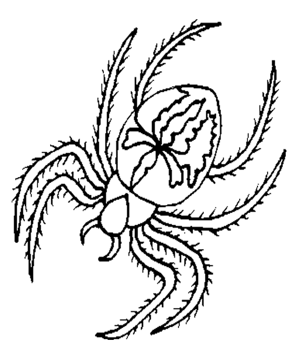 Dibujo para colorear: Araña (Animales) #674 - Dibujos para colorear