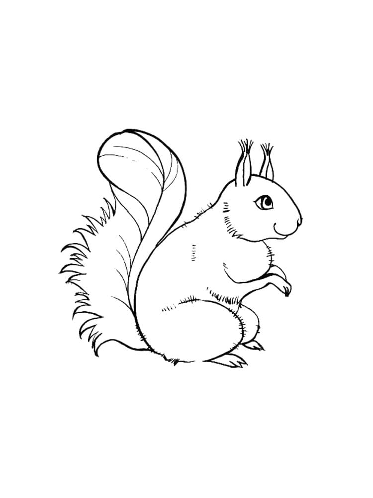 Dibujo gratuito Ardilla #177462 de la coleccion Animales para imprimir