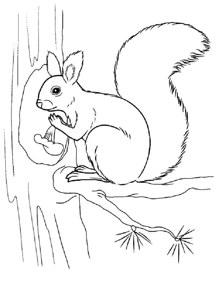 Dibujo gratuito Ardilla #177486 de la coleccion Animales para imprimir