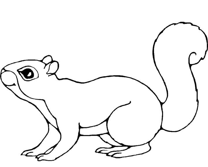 Dibujo para colorear: Ardilla (Animales) #6113 - Dibujos para Colorear e Imprimir Gratis