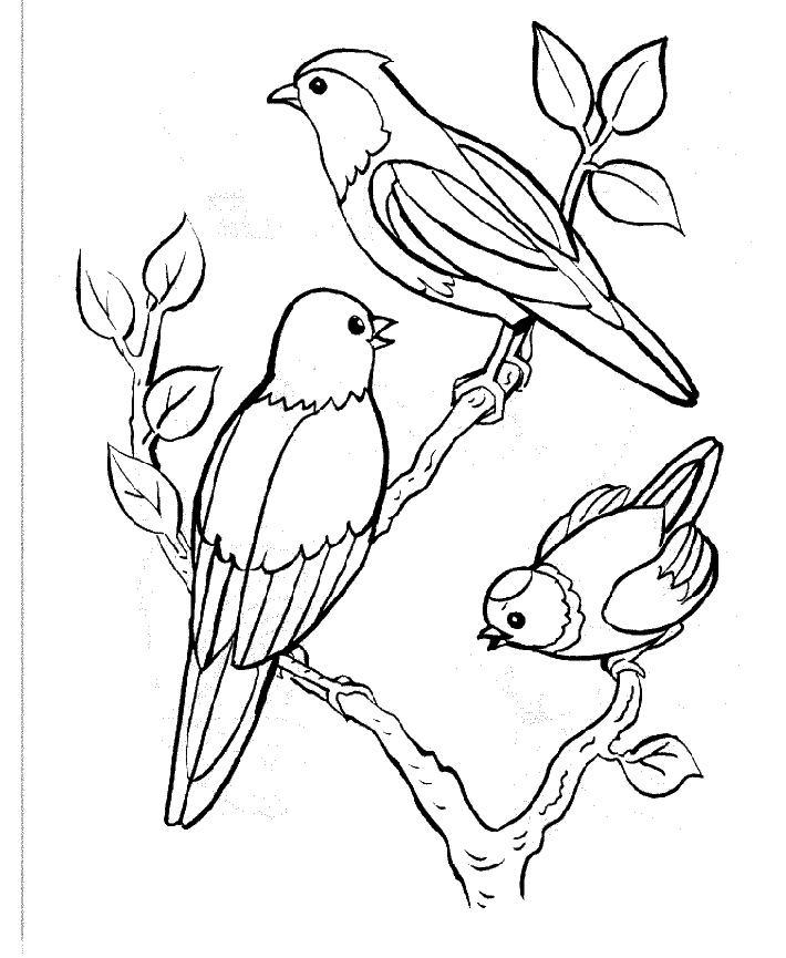 Dibujo para colorear: Aves (Animales) #11841 - Dibujos para colorear