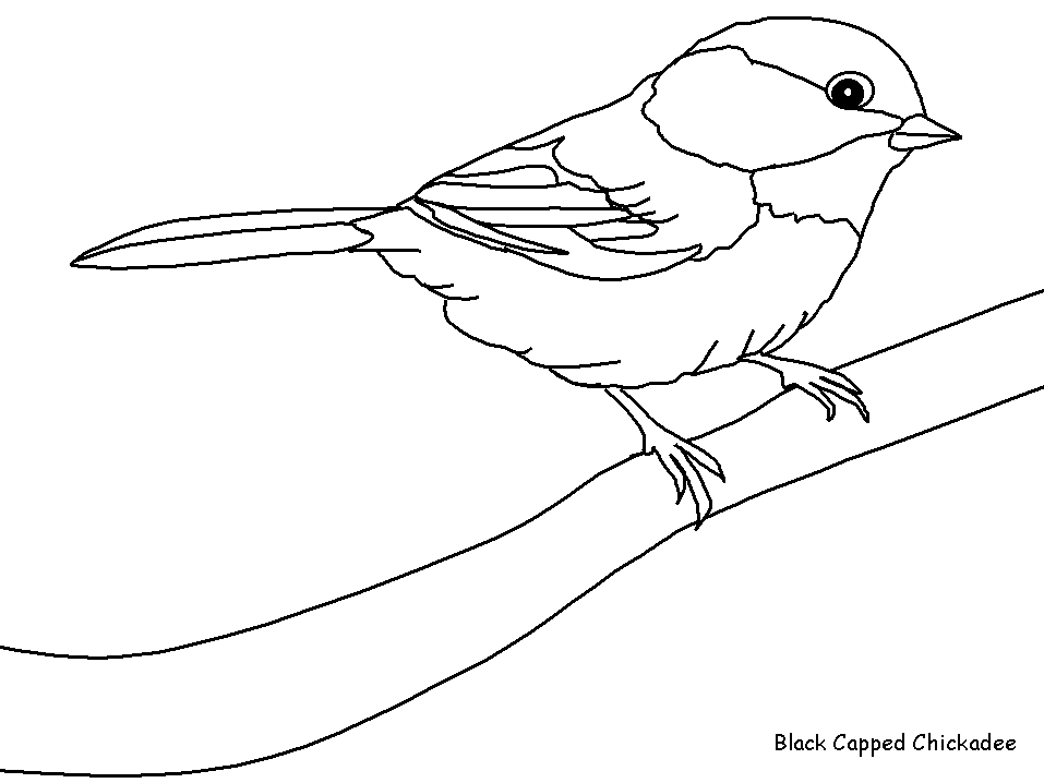 Dibujo para colorear: Aves (Animales) #11845 - Dibujos para Colorear e Imprimir Gratis