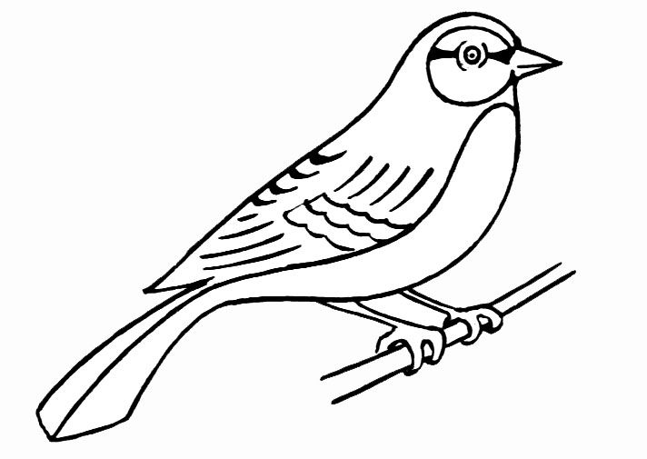 Dibujo para colorear: Aves (Animales) #11861 - Dibujos para colorear
