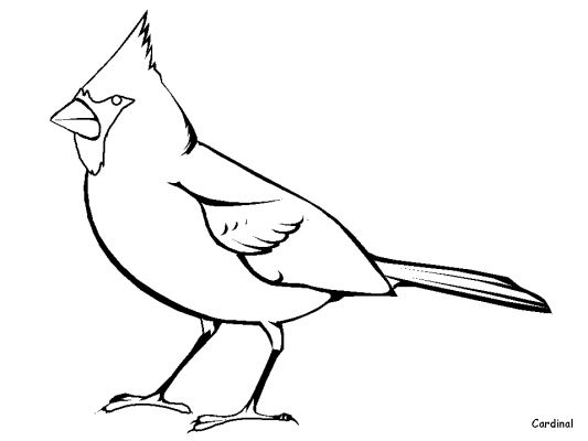 Dibujo para colorear: Aves (Animales) #11870 - Dibujos para Colorear e Imprimir Gratis