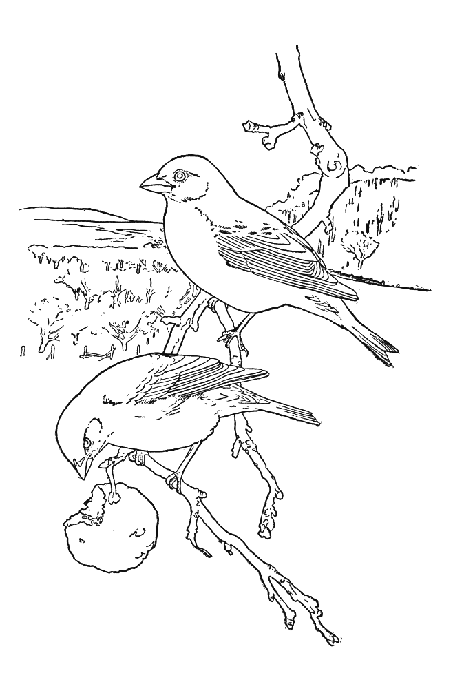 Dibujo para colorear: Aves (Animales) #11872 - Dibujos para Colorear e Imprimir Gratis
