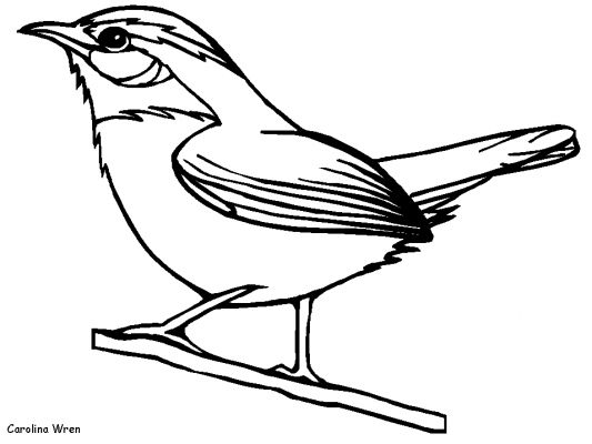 Dibujo para colorear: Aves (Animales) #11882 - Dibujos para colorear