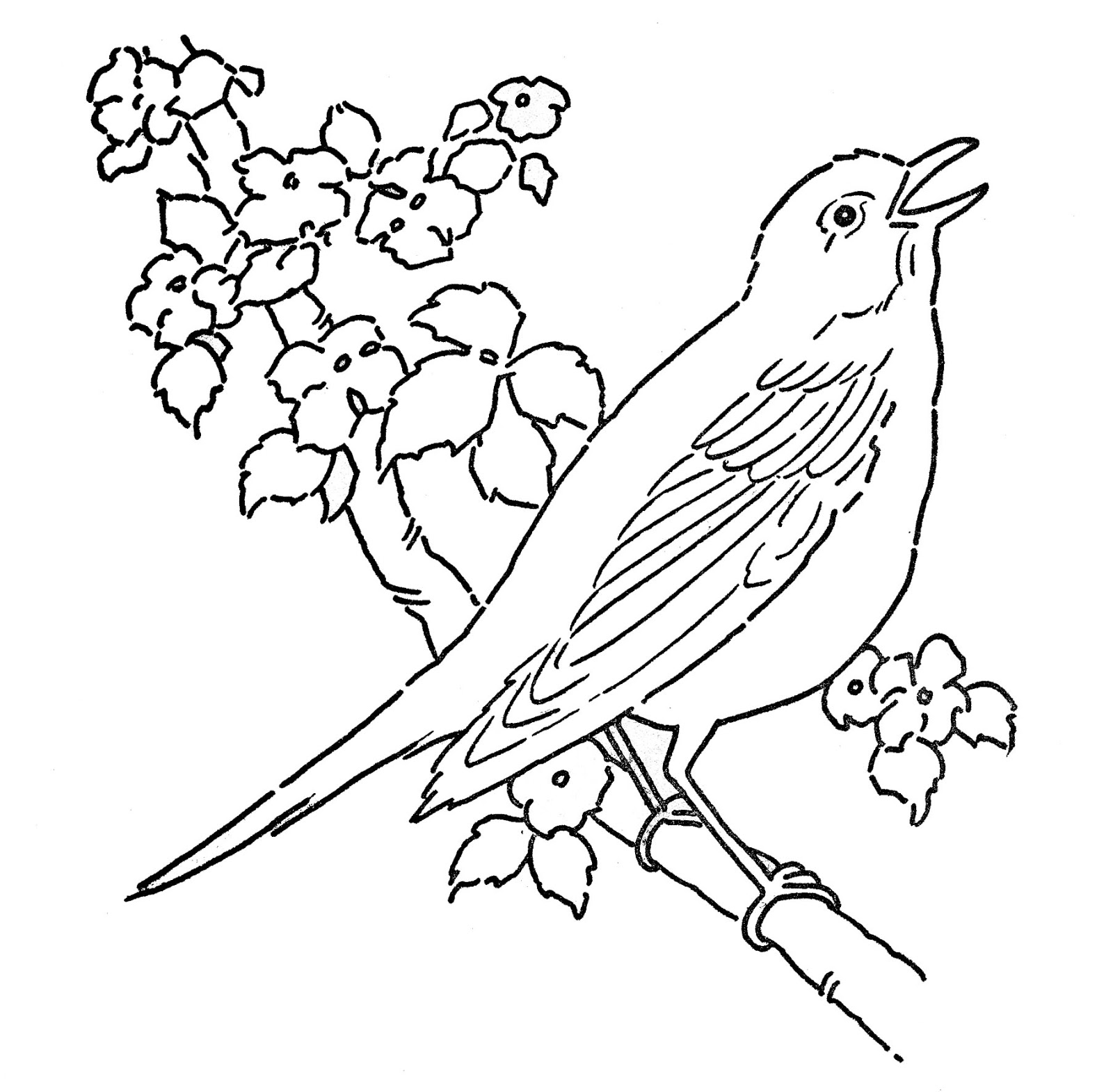Dibujo para colorear: Aves (Animales) #11883 - Dibujos para Colorear e Imprimir Gratis