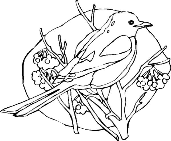 Dibujo para colorear: Aves (Animales) #11888 - Dibujos para Colorear e Imprimir Gratis