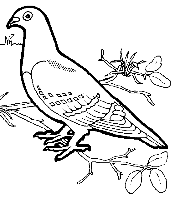 Dibujo para colorear: Aves (Animales) #11902 - Dibujos para colorear