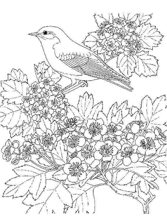 Dibujo para colorear: Aves (Animales) #11916 - Dibujos para Colorear e Imprimir Gratis