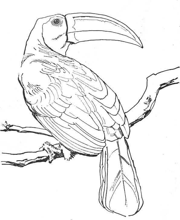 Dibujo para colorear: Aves (Animales) #11919 - Dibujos para colorear