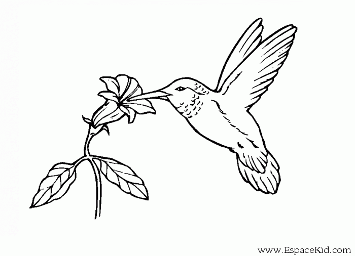 Dibujo para colorear: Aves (Animales) #11925 - Dibujos para colorear
