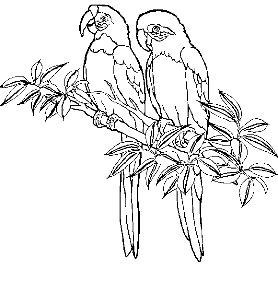 Dibujo para colorear: Aves (Animales) #11927 - Dibujos para colorear
