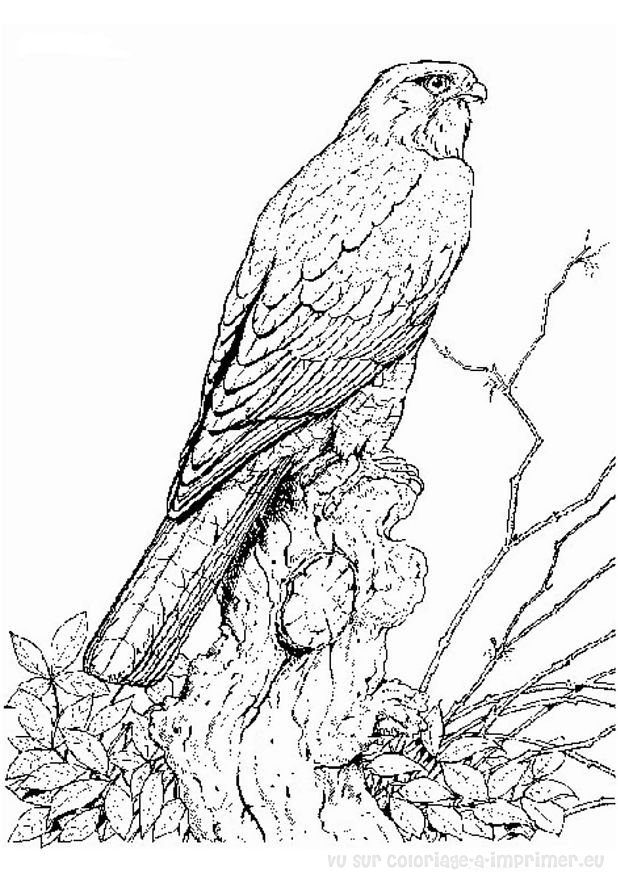 Dibujo para colorear: Aves (Animales) #11935 - Dibujos para colorear