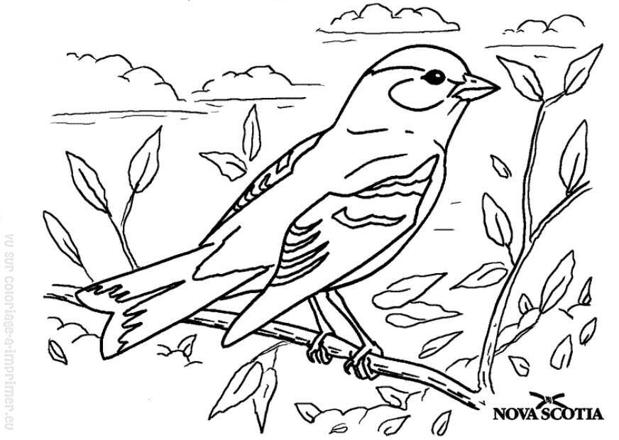 Dibujo para colorear: Aves (Animales) #11936 - Dibujos para colorear