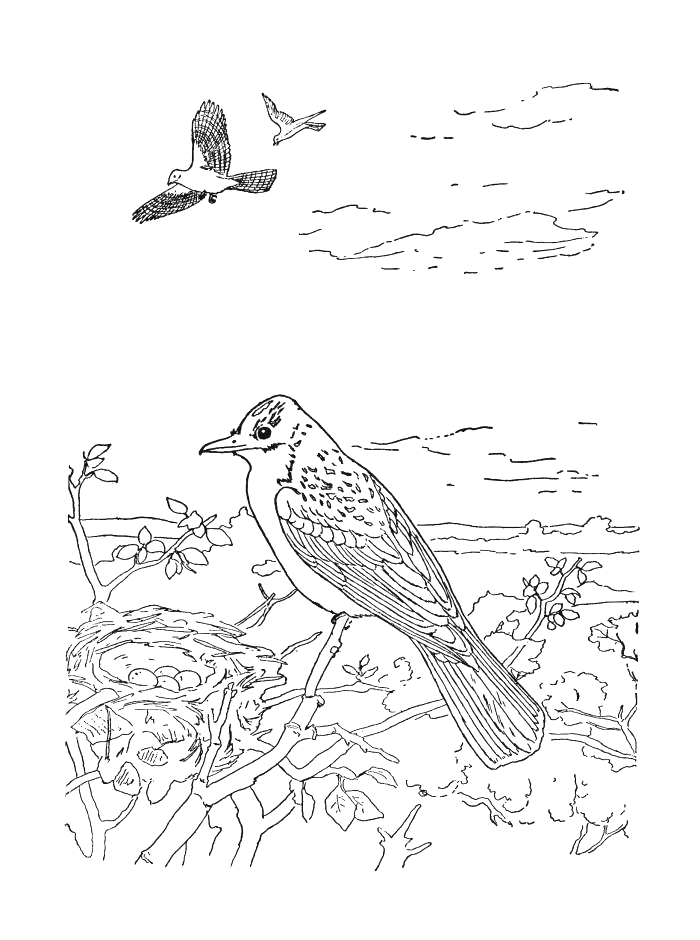 Dibujo para colorear: Aves (Animales) #11938 - Dibujos para colorear