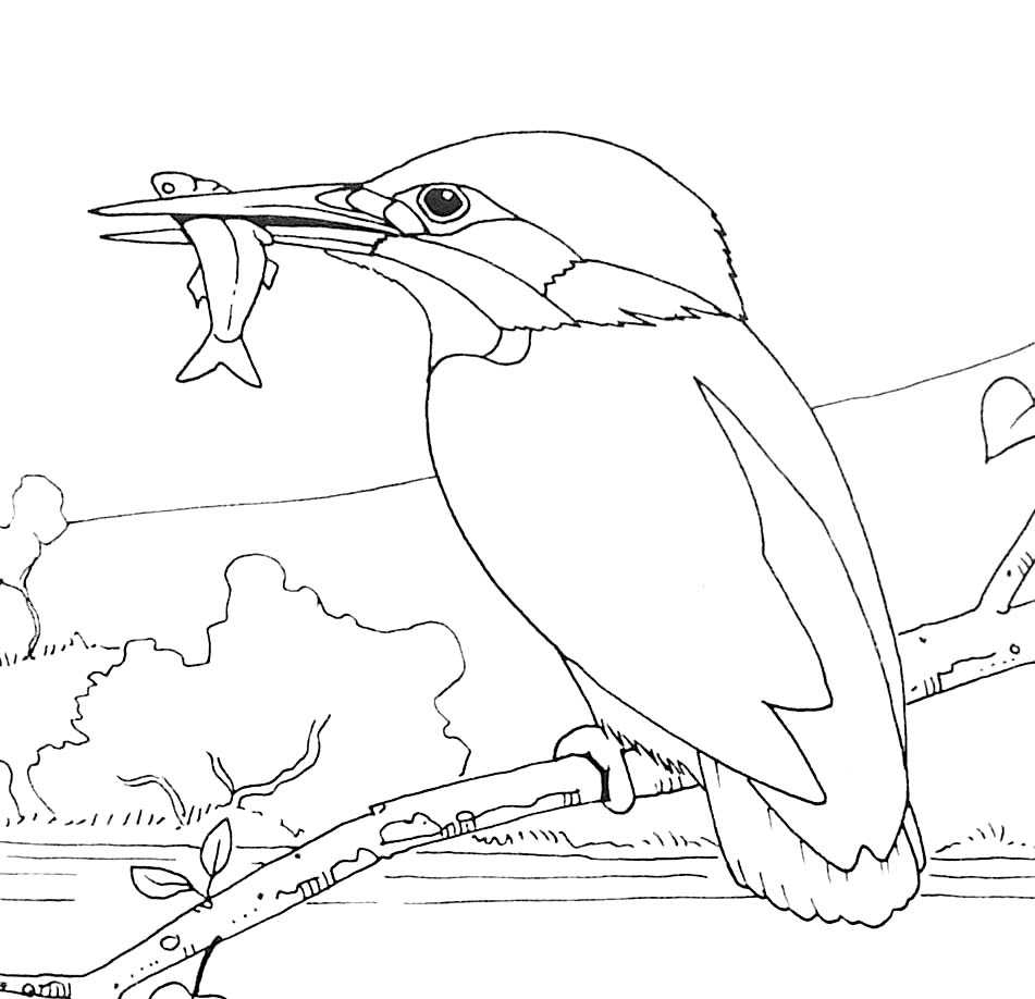 Dibujo para colorear: Aves (Animales) #11939 - Dibujos para colorear
