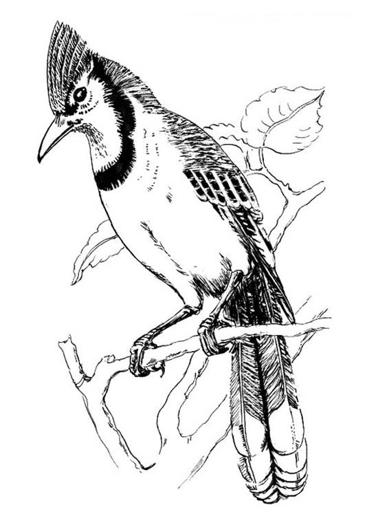 Dibujo para colorear: Aves (Animales) #11964 - Dibujos para Colorear e Imprimir Gratis