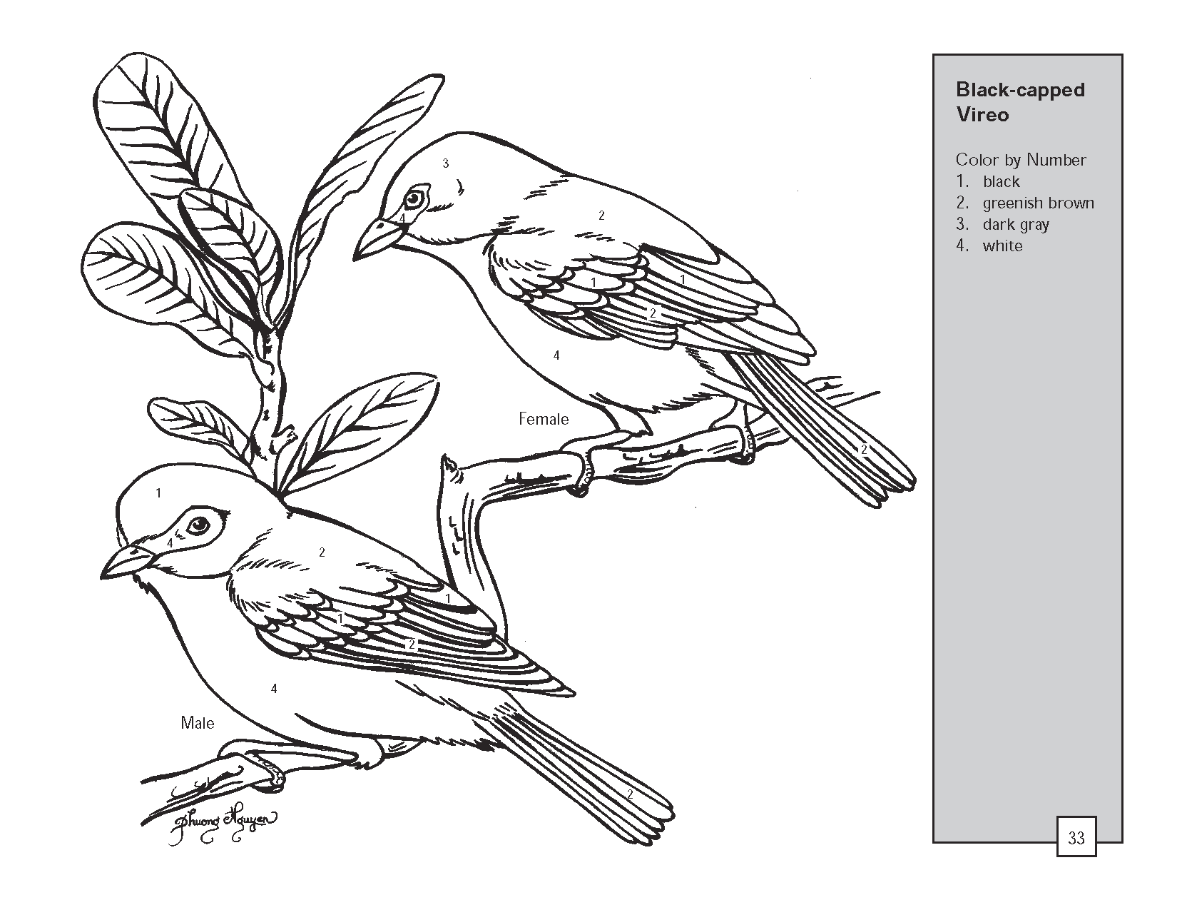 Dibujo para colorear: Aves (Animales) #11981 - Dibujos para Colorear e Imprimir Gratis