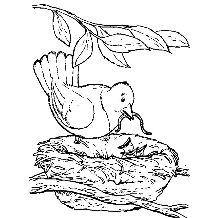 Dibujo para colorear: Aves (Animales) #11997 - Dibujos para colorear