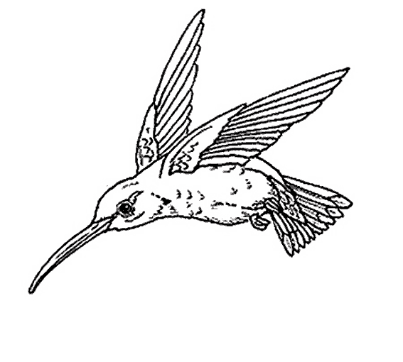 Dibujo para colorear: Aves (Animales) #12001 - Dibujos para Colorear e Imprimir Gratis