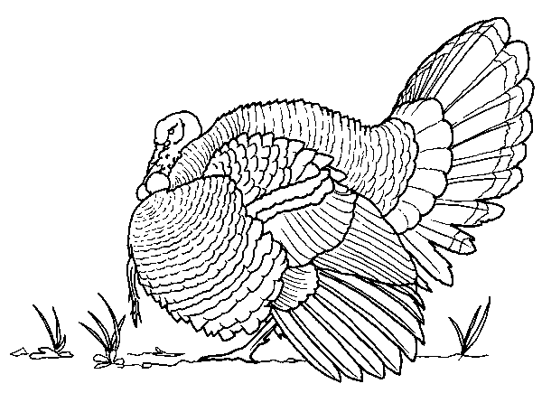Dibujo para colorear: Aves (Animales) #12016 - Dibujos para colorear