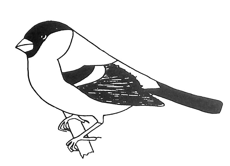 Dibujo para colorear: Aves (Animales) #12019 - Dibujos para colorear