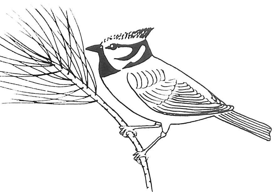 Dibujo para colorear: Aves (Animales) #12048 - Dibujos para colorear